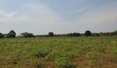 Farmland